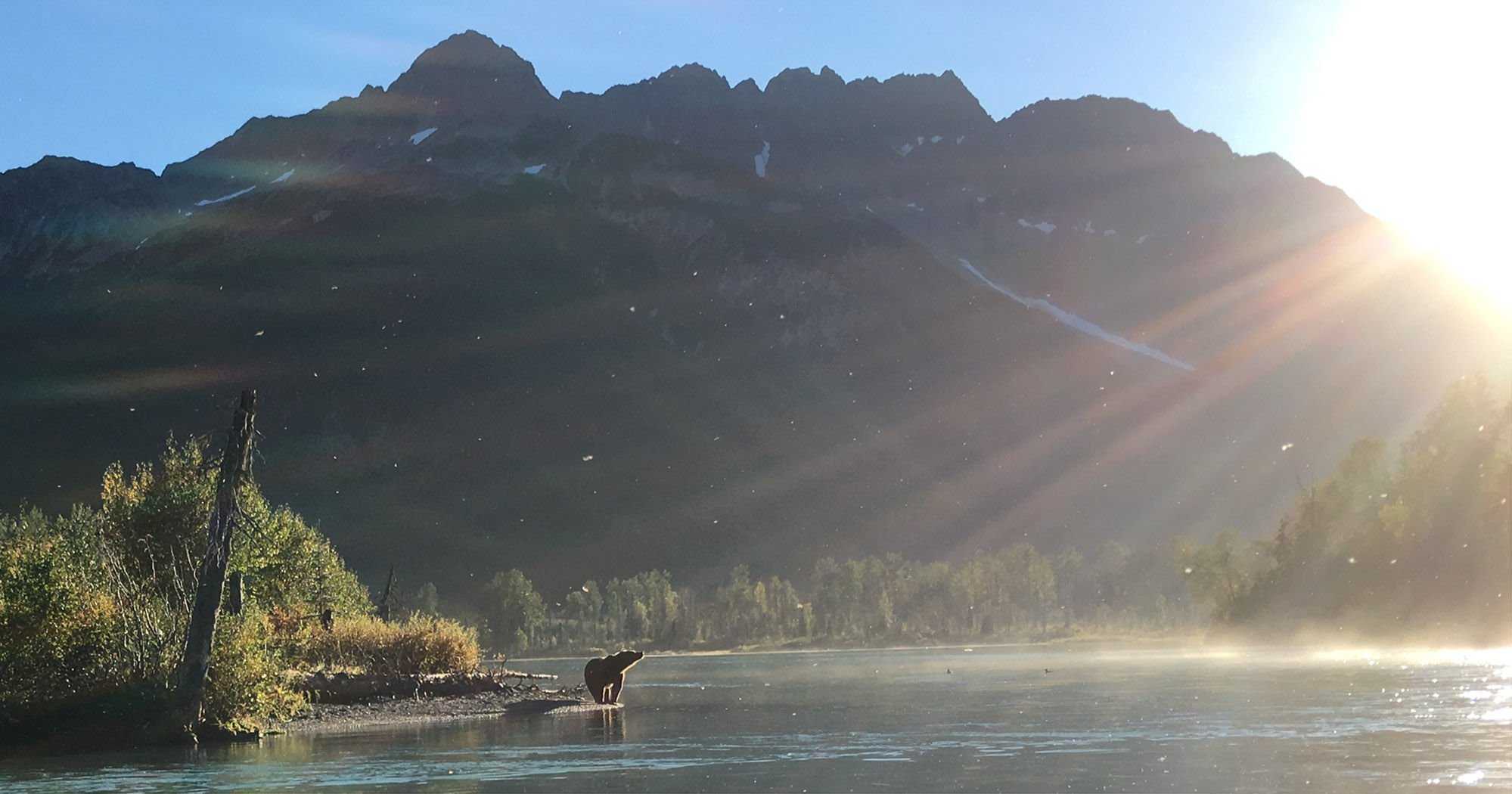 Experience Alaska Wildlife Up Close